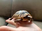 Landschildpad klok model, Dieren en Toebehoren, Reptielen en Amfibieën, Schildpad, 3 tot 6 jaar