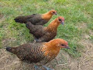 Goudbrakel hennen, Brakelhoen, Femelle, Poule ou poulet