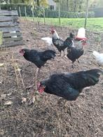 Hanen gratis, Dieren en Toebehoren, Pluimvee, Mannelijk, Kip