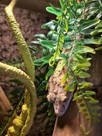 dalmatier wimpergekko en terrarium, Animaux & Accessoires, Reptiles & Amphibiens