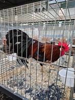 Leghorn Bruinpatrijs Italiener Livorno, Dieren en Toebehoren, Meerdere dieren, Kip