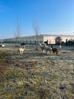 Alpaca veulens, Dieren en Toebehoren, Stalling en Weidegang