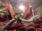 Gastropholis prasina koppel vandaag150,-, Animaux & Accessoires, Lézard, 0 à 2 ans