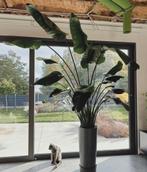 Strelitzia xxl, Ophalen