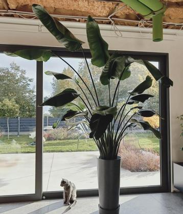 Strelitzia xxl beschikbaar voor biedingen