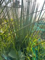 Siergras, Tuin en Terras, Ophalen of Verzenden, Vaste plant, Siergrassen