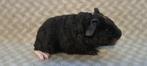 Schattige US Teddy Cavia, Animaux & Accessoires, Rongeurs, Mâle, Cobaye, Domestique
