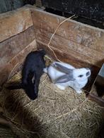 Lotharinger, Plusieurs animaux, Grand, 0 à 2 ans