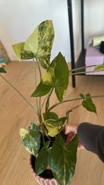 Syngonium variegata rare plant, Huis en Inrichting, Kamerplanten, Ophalen of Verzenden