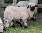 Walliser Schwarznase rammetjes, Dieren en Toebehoren, Mannelijk, Schaap, 0 tot 2 jaar