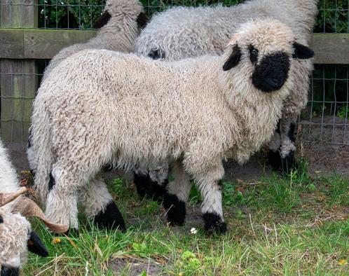 Walliser Schwarznase rammetjes, Dieren en Toebehoren, Schapen, Geiten en Varkens, Schaap, Mannelijk, 0 tot 2 jaar
