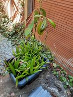 Palmboompjes 2 jaar oud kunnen uitgeplant worden, Tuin en Terras, Planten | Bomen, Ophalen