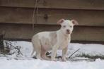 American Bully pups Abkc Lionheart Bloodline, Dieren en Toebehoren, Honden | Bulldogs, Pinschers en Molossers, België, Overige rassen