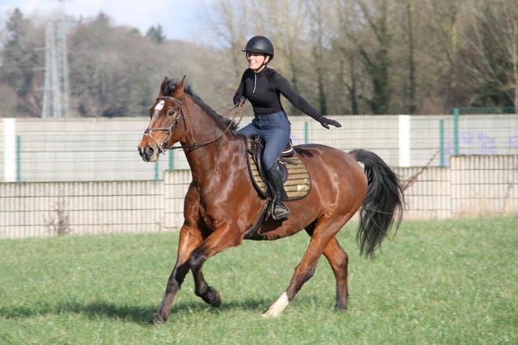 Doodbrave leermeester ruin, Animaux & Accessoires, Chevaux, Hongre, Débourré, 170 à 175 cm, 11 ans ou plus, Cheval de récréation