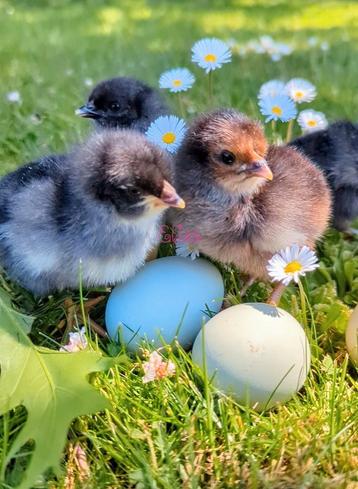 Kuikens groenleggers olijfleggers kleurleggers kippen  beschikbaar voor biedingen