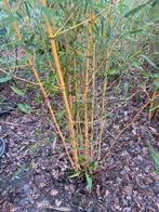 Bamboe, Bamboe, Ophalen