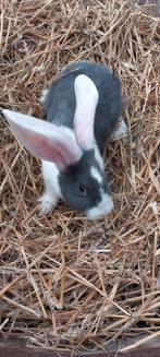 Duitse reus ram. Geb. 4juli 2025, Dieren en Toebehoren, Juli, Mannelijk, Tam