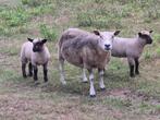 ooi met 2 ooilammeren, Dieren en Toebehoren, Vrouwelijk, Schaap