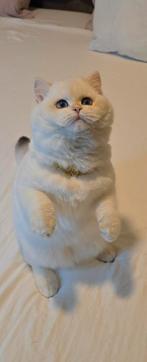 Hk20233586, Animaux & Accessoires