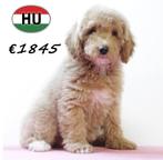 Magnifieke Cockapoo pups te koop, Dieren en Toebehoren, 15 weken tot 1 jaar, Buitenland, CDV (hondenziekte), Meerdere