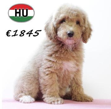 Magnifieke Cockapoo pups te koop beschikbaar voor biedingen