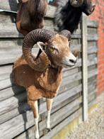 Taxidermie moeflon of ram, Ophalen of Verzenden