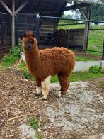 alpaca merrie, Femelle, 0 à 2 ans