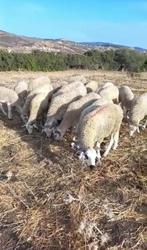 Mouton pour la fete a Tanger, Mannelijk, Schaap, 0 tot 2 jaar