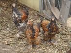 kippen : Brahma groothoenders, Dieren en Toebehoren, Meerdere dieren, Kip