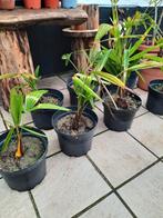 palmboom trachycarpus fortunei winterhard -17 verschilende m, Tuin en Terras, Planten | Tuinplanten, Ophalen