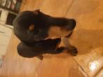 Chiot teckels, Dieren en Toebehoren, Honden | Teckels en Dashonden, 15 weken tot 1 jaar, Reu, Dwerg, Rabiës