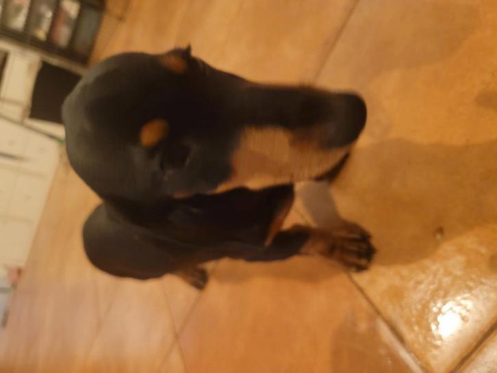 Chiot teckels, Dieren en Toebehoren, Honden | Teckels en Dashonden, Reu, Korthaar, Dwerg, Fokker | Professioneel, Eén hond, Buitenland