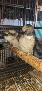 Kookaburras