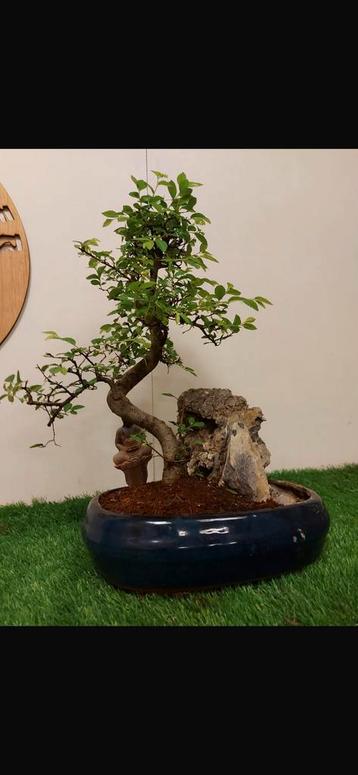 Bonsai zelkova met rots  beschikbaar voor biedingen