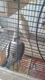 Couple calopsite avec cage, Dieren en Toebehoren, April, Meerdere dieren