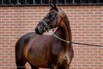 AANGEBODEN SCHOOLMASTER DRESSUUR 14 JAAR ZZ, Dieren en Toebehoren, Paarden, ZZ, Gechipt, Ruin, Dressuurpaard