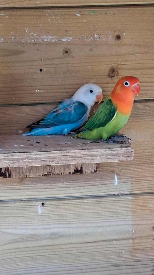Jonge agapornis fisheri, Dieren en Toebehoren, Vogels | Parkieten en Papegaaien, Dwergpapegaai of Agapornis, Meerdere dieren, Geringd
