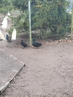 Jonge smaragd eenden, Dieren en Toebehoren, Meerdere dieren, Eend