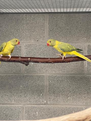 Halsbandparkiet  beschikbaar voor biedingen