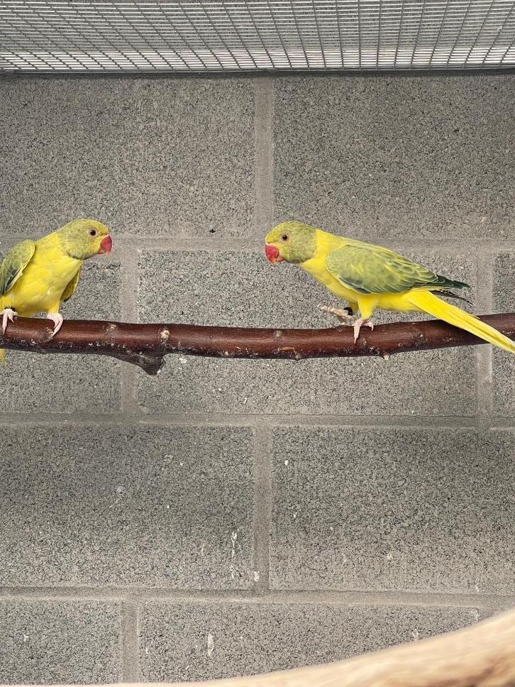 Halsbandparkiet, Dieren en Toebehoren, Vogels | Parkieten en Papegaaien