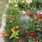 Goudsbloem Tagetes, Tuin en Terras, Planten | Tuinplanten, Ophalen