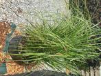 Siergras pampasgras, Tuin en Terras, Planten | Tuinplanten, Ophalen