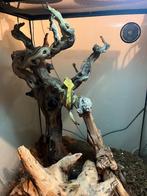Gecko a crête + terrarium complet, Enlèvement, Comme neuf, Terrarium ou Paludarium