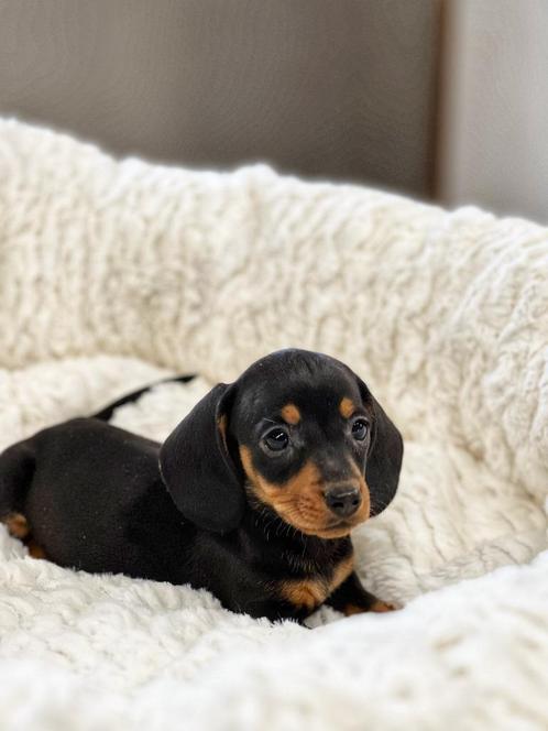 zoek je een speelse loyale Teckel 🐶, Dieren en Toebehoren, Honden | Teckels en Dashonden, Meerdere dieren, Korthaar, Dwerg, Fokker | Professioneel
