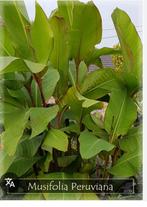 Canna musafolia “peruviana”, Ophalen