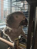 Goed huisje gezocht, Dieren en Toebehoren