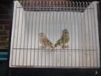 Te koop koppel groenlingen 2025, Meerdere dieren, Wildzangvogel, Geringd