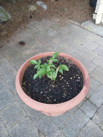 Noyer blanc en pot, Enlèvement, En pot