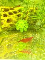 Garnale red cherry, Dieren en Toebehoren, Vissen | Aquariumvissen