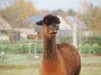 2 alpaca merries, Dieren en Toebehoren, Juli, Vrouwelijk